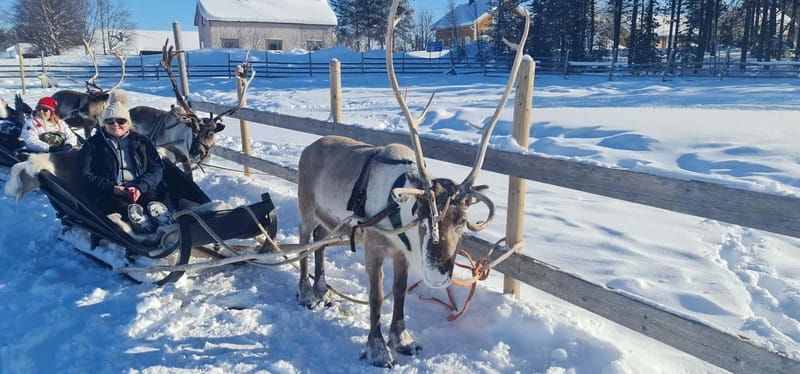 Levi: Lappish Reindeer Sled Ride 3 km - A 3 km reindeer sled ride that feels quiet, not touristy