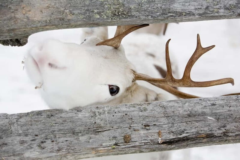 Levi: Lappish Reindeer Sled Ride 3 km - The forest glide: pace, blankets, and what to watch for