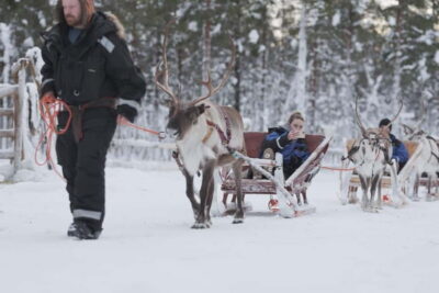 Lappish Reindeer Sled Ride 3 km