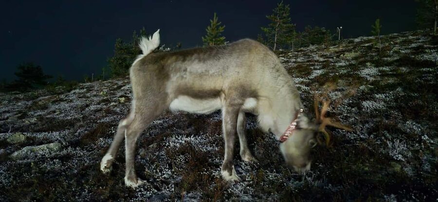 Levi: Northern Lights by Minivan with hot drinks and snacks - Should you book this Northern Lights minivan safari?