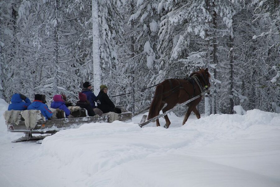 Levi: One Horse Open Sleigh Ride - Price and Value for a One-Hour Arctic Experience
