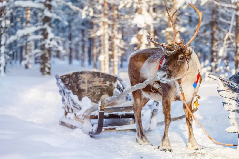 Levi: Reindeer Experience with Sled Ride - Reindeer herding in Levi, not a theme park script