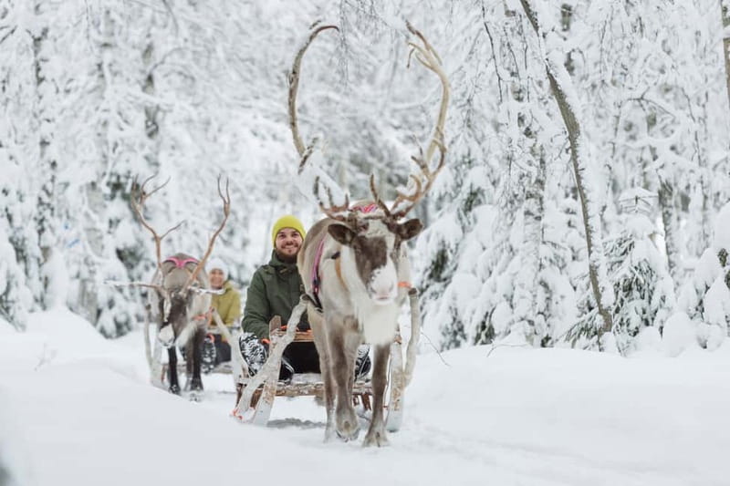 Levi: Reindeer Experience with Sled Ride - How the farm visit really feels: calm reindeer and real explanations