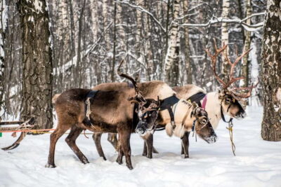 Reindeer Experience with Sled Ride