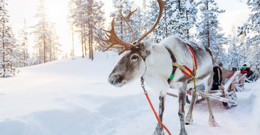 Levi: Reindeer Experience with Sled Ride - The sleigh ride: expect one clear loop, not an extended tour