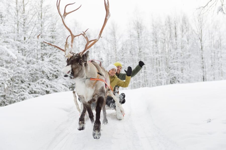 Levi: Reindeer Experience with Sled Ride - Photos and feeding: how to get the best results in the cold