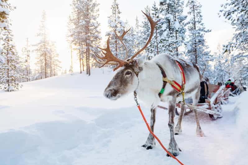 Levi: Reindeer Experience with Sled Ride - Should you book Levi’s reindeer sled experience?