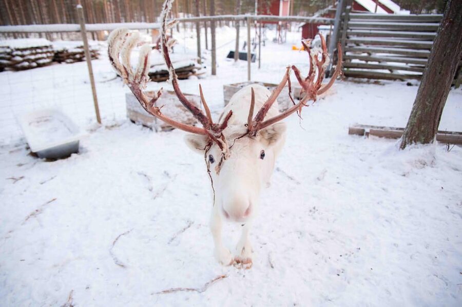 Levi: Reindeer Farm E-Fatbike Safari - Price and value: is $187 fair for a 3-hour winter safari?