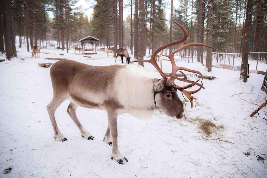 Levi: Reindeer Farm E-Fatbike Safari - Who should book this e-fatbike reindeer safari