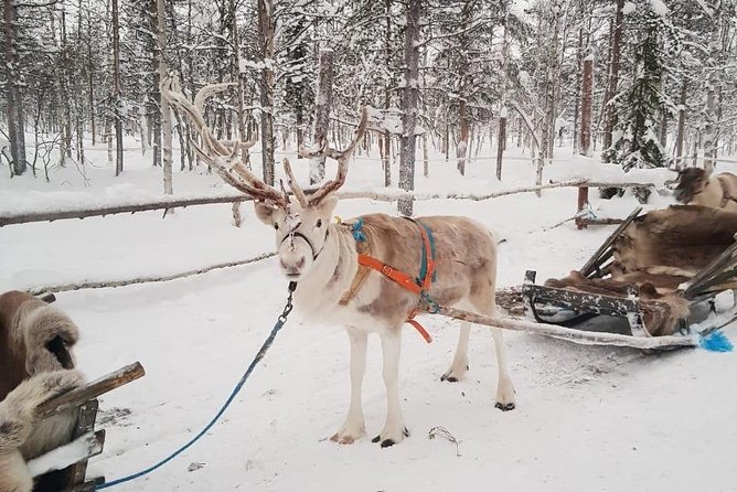 Levi Reindeer Safari - Long or Quick - with Sledge Ride - Feeding time: fun, but follow the rules closely