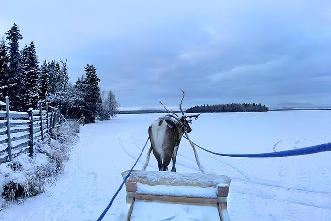 Levi Reindeer Safari - Long or Quick - with Sledge Ride - Animal welfare and what you might notice during the ride
