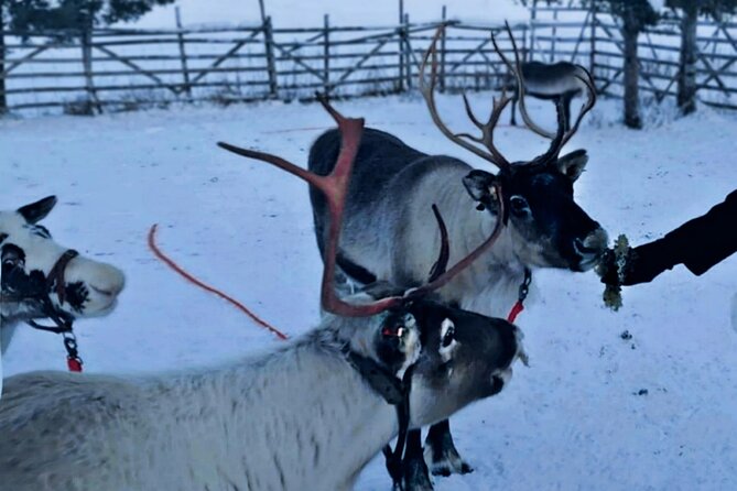 Levi Reindeer Safari - Long or Quick - with Sledge Ride - Farm visit in Levi: learn how reindeer life actually works
