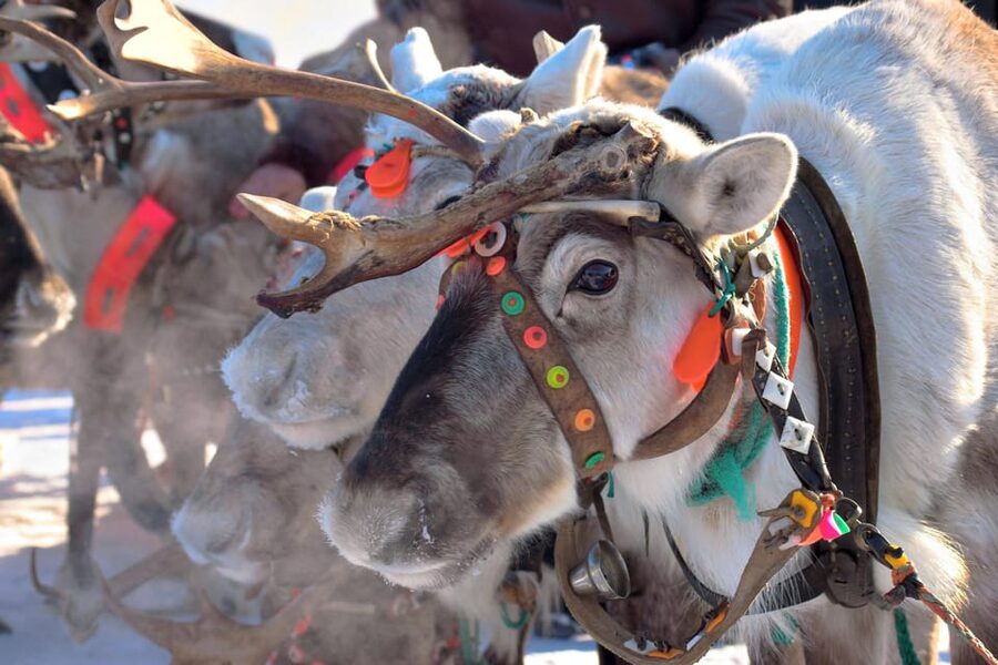 Levi: Reindeer Sleigh Ride Tour in Snowy Forest - Key Highlights You Will Feel Right Away