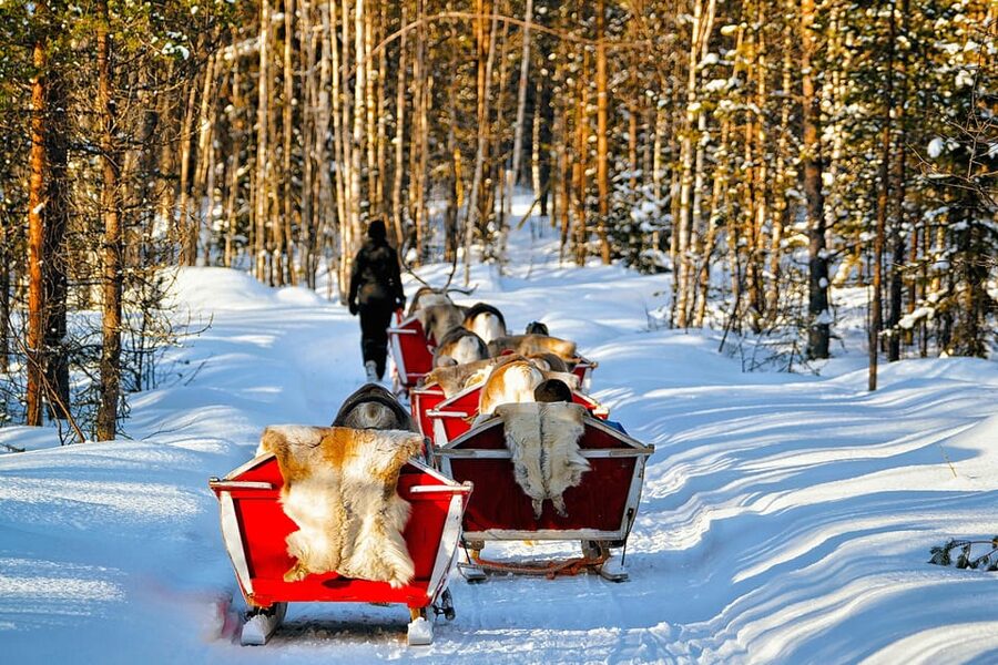 Levi: Reindeer Sleigh Ride Tour in Snowy Forest - From Levi Center to Polar Lights Tours: Getting There Smoothly