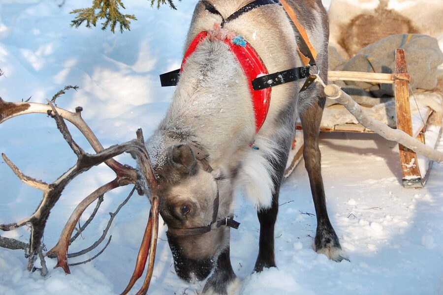 Levi: Reindeer Sleigh Ride Tour in Snowy Forest - The Kermikkä Sleigh Ride in a Snowy Forest (1.5 km)