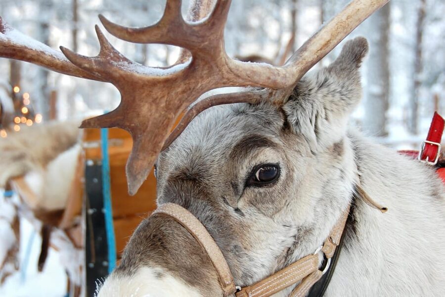 Levi: Reindeer Sleigh Ride Tour in Snowy Forest - Connecting With the Reindeer: Friendly, Close, and Calm