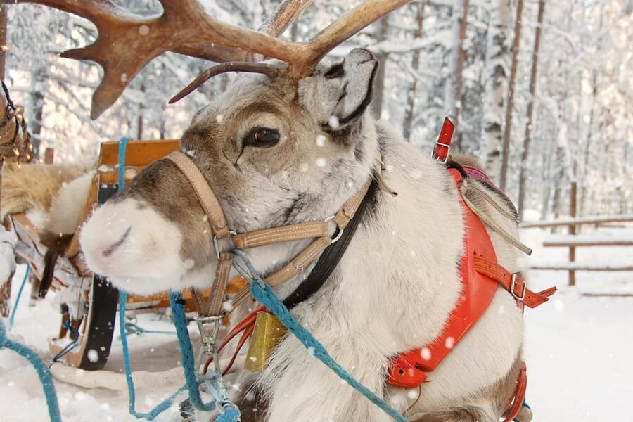 Levi: Reindeer Sleigh Ride Tour in Snowy Forest - The Campfire Break and Hot Berry Juice: Warmth With Stories