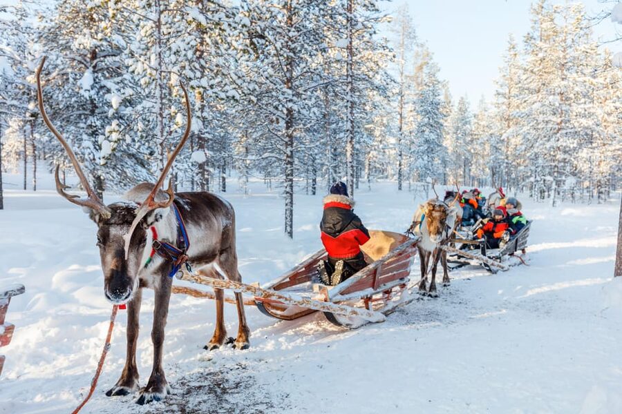 Levi: Reindeer Sleigh Ride Tour in Snowy Forest - Itinerary Reality Check: How the 1 Hour Works in Practice