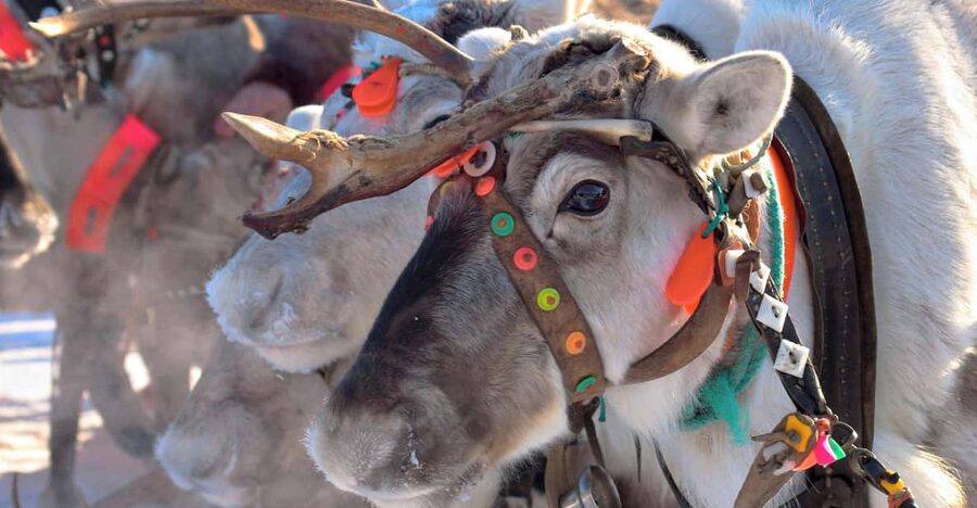 Levi: Reindeer Sleigh Ride Tour in Snowy Forest - Safety Briefing, Then the Guided Reindeer Setup