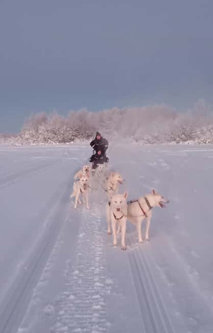 Levi: Self-Drive 2 KM Husky Sledding Experience - The 2 km self-drive husky sledding safari