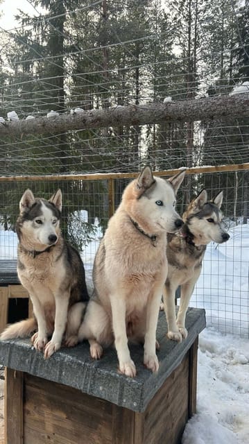 Levi: Self-Drive 5 KM Husky Sledding Experience - Driving Huskies in Levi: What You Are Actually Doing