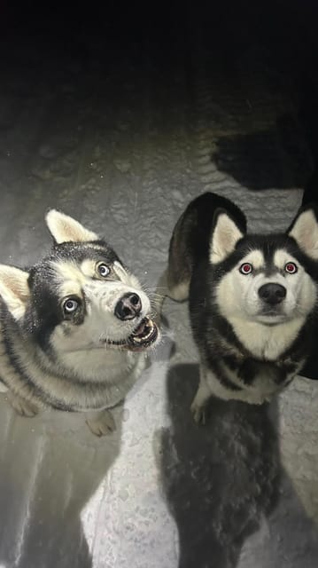 Levi: Self-Drive 5 KM Husky Sledding Experience - The 5 km Ride: Timing, Terrain, and the Real Learning Curve