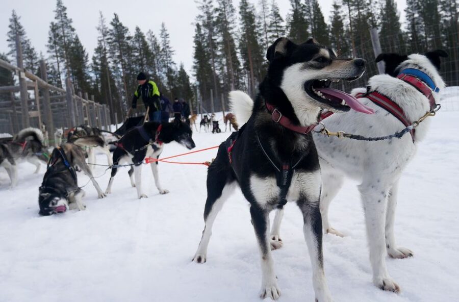 Levi: Self-Drive Guided Husky Tour - The Levi husky safari that mixes thrill with real animal time