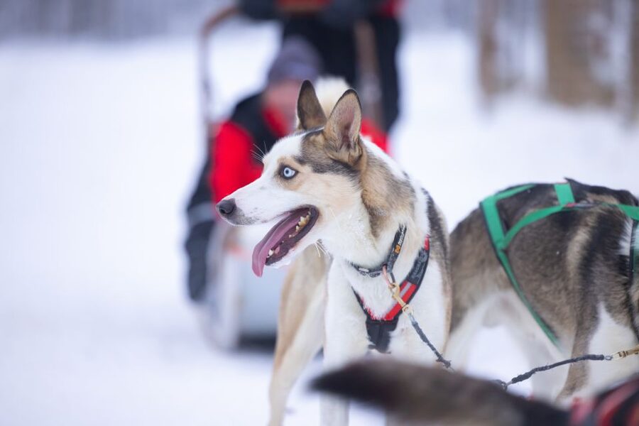Levi: Self-Drive Guided Husky Tour - Your husky safari run, what “self-drive” feels like, and why silence matters
