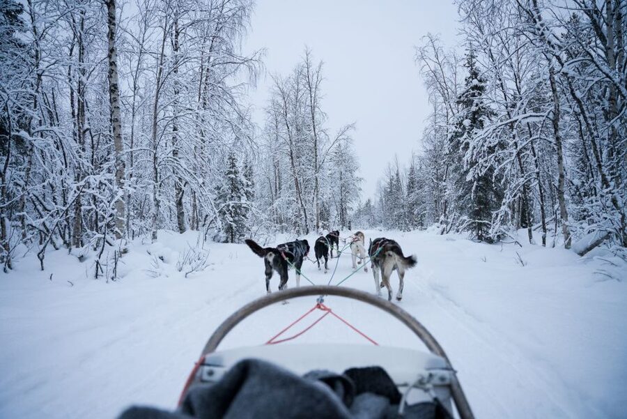 Levi: Self-Drive Guided Husky Tour - Kennel visit, snacks, and the chance to ask the questions you actually have