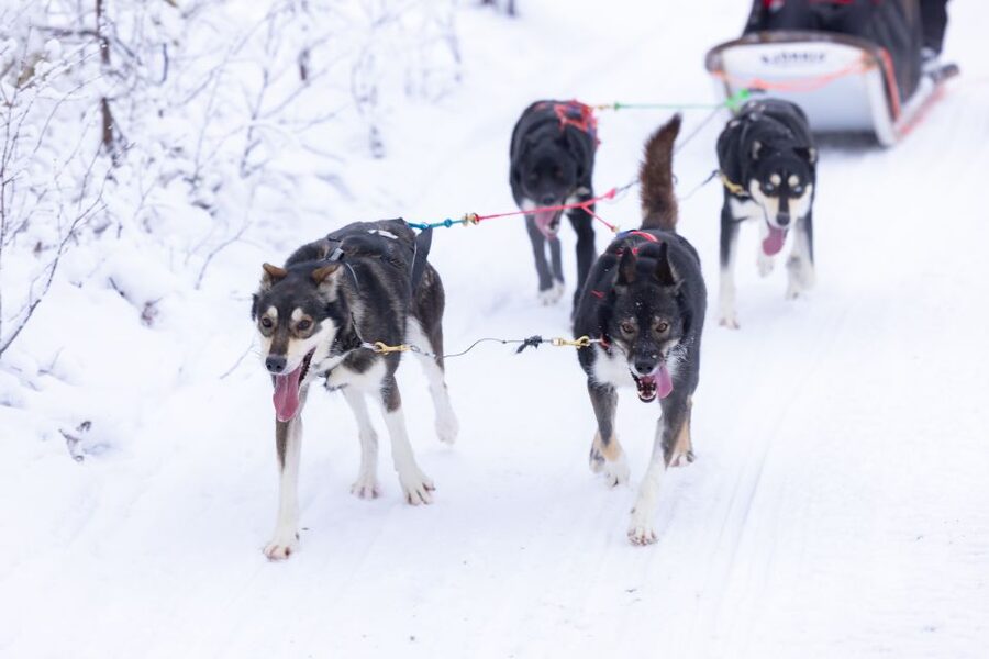 Levi: Self-Drive Guided Husky Tour - The 15-minute safety briefing that makes self-drive possible