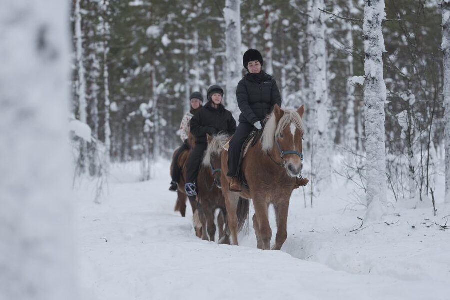 Levi: Snowy Forest Ride and Polar Lights Tours - Should you book Levi: Snowy Forest Ride and Polar Lights Tours?