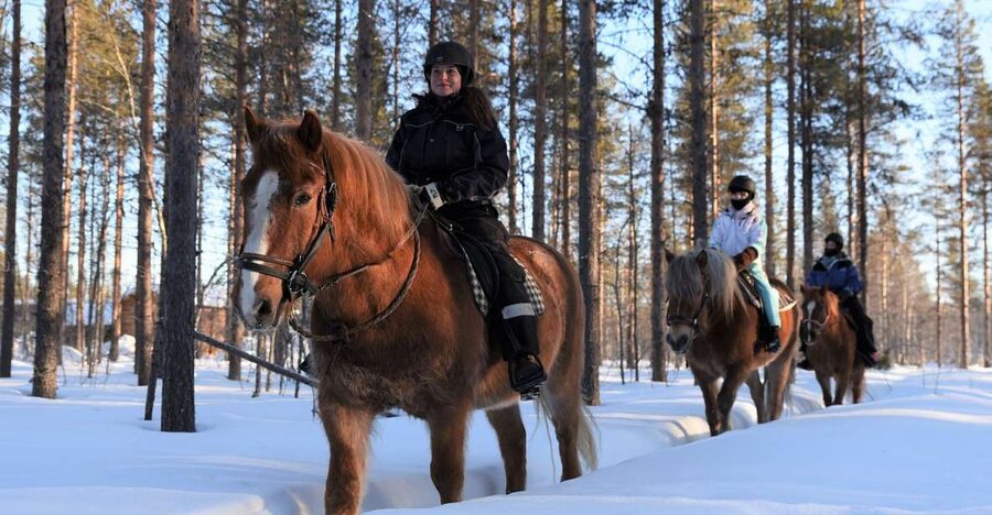 Levi: Snowy Forest Ride and Polar Lights Tours - Choosing the right start time: beginners, advanced, and mixed groups