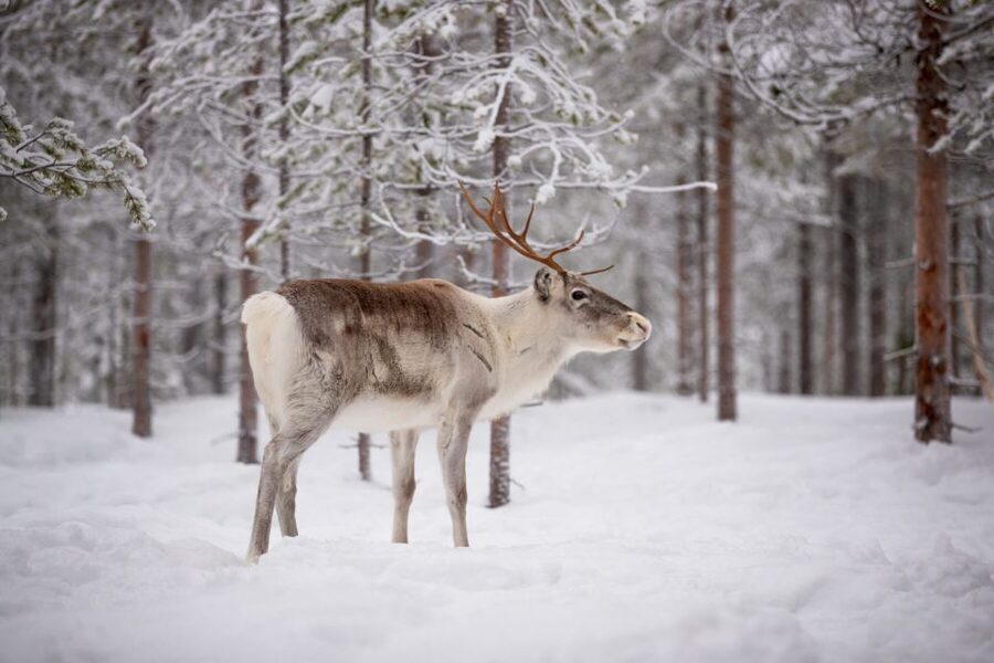 Levi: Traditional Reindeer Husbandry Experience - Key highlights you’ll actually care about