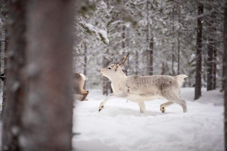 Levi: Traditional Reindeer Husbandry Experience - Why this Levi reindeer farm feels different