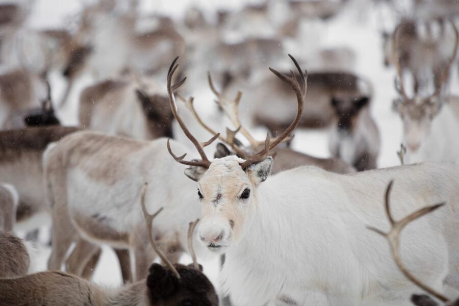 Levi: Traditional Reindeer Husbandry Experience - Meet the herd in the Lappish fells near Olos and Pallas