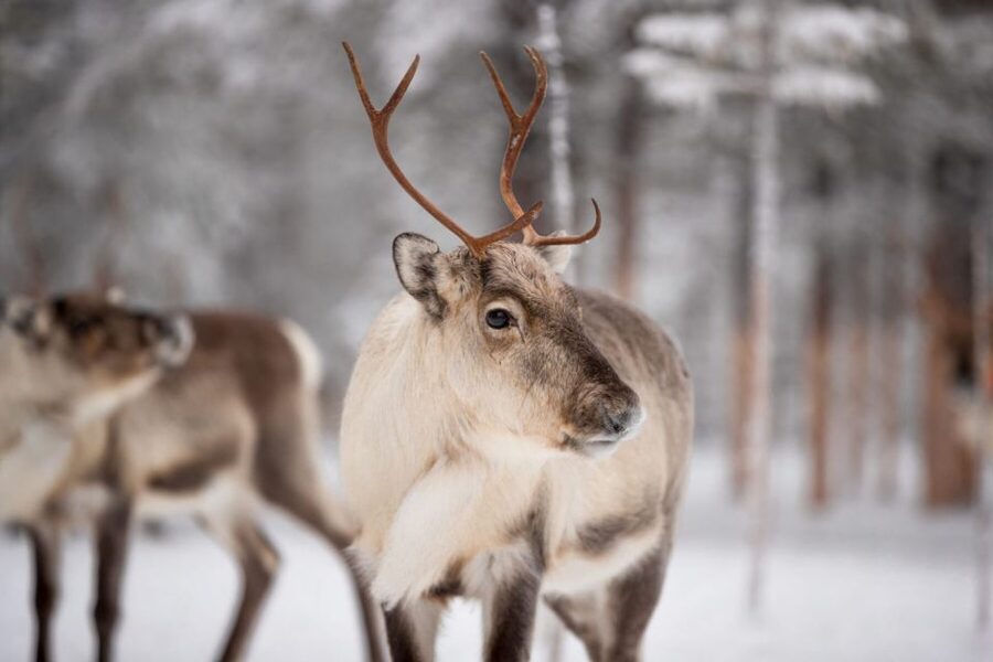 Levi: Traditional Reindeer Husbandry Experience - What’s included in the $340 price tag