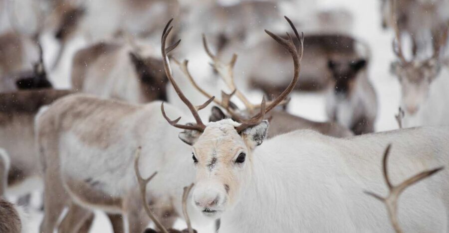 Levi: Traditional Reindeer Husbandry Experience - Logistics that can make or break your day