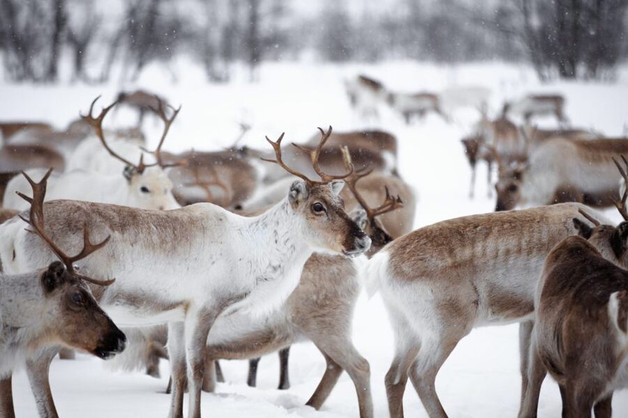 Levi: Traditional Reindeer Husbandry Experience - The 4-hour flow, from pickup to warm drinks by the fire