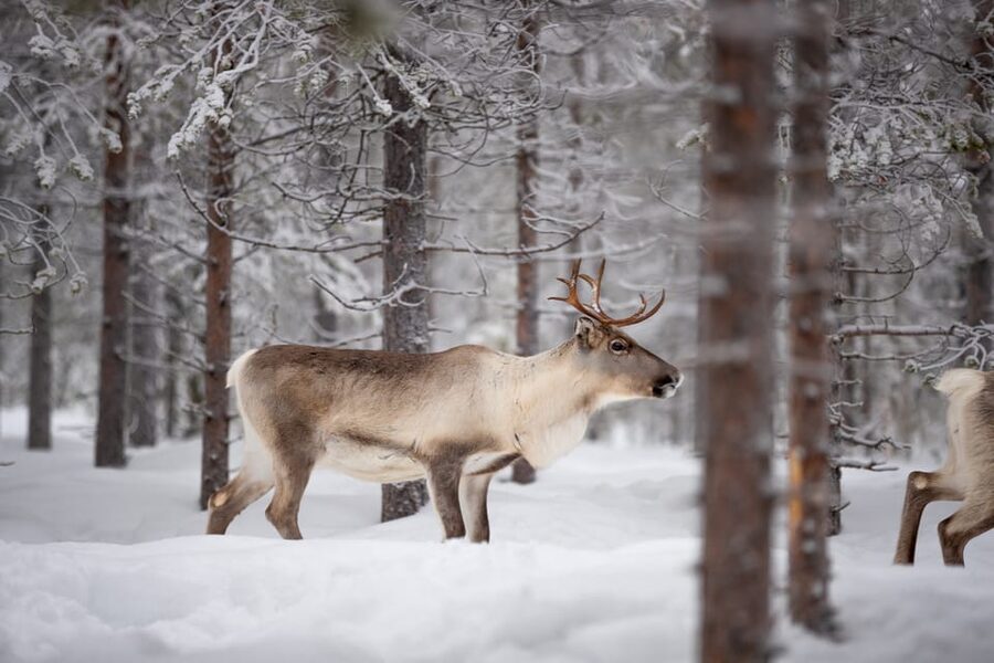 Levi: Winter Highlights Family Day - A family-friendly Arctic day that stays tight and fun