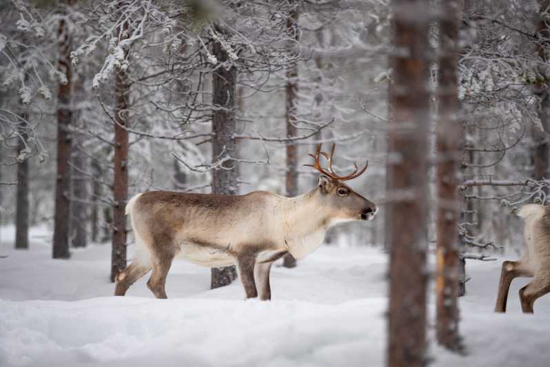 Levi: Winter Highlights Family Day - Animal farm time first, not last