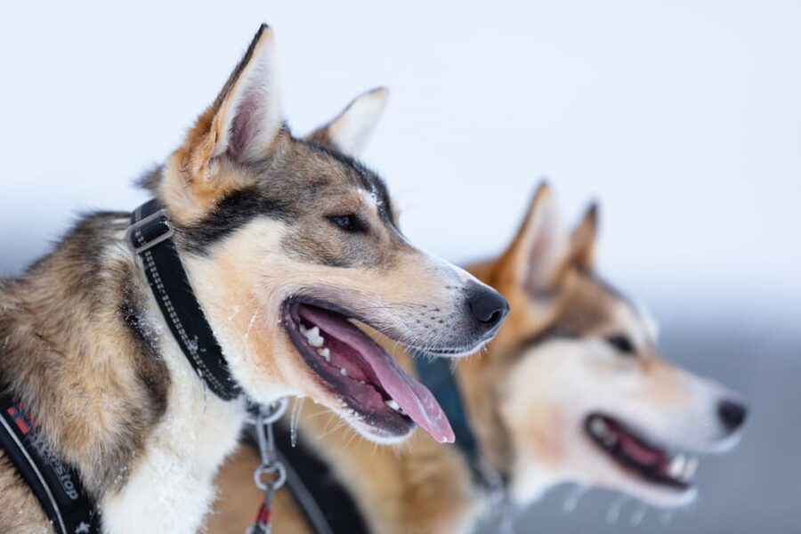 Levi: Winter Highlights Family Day - FAQ