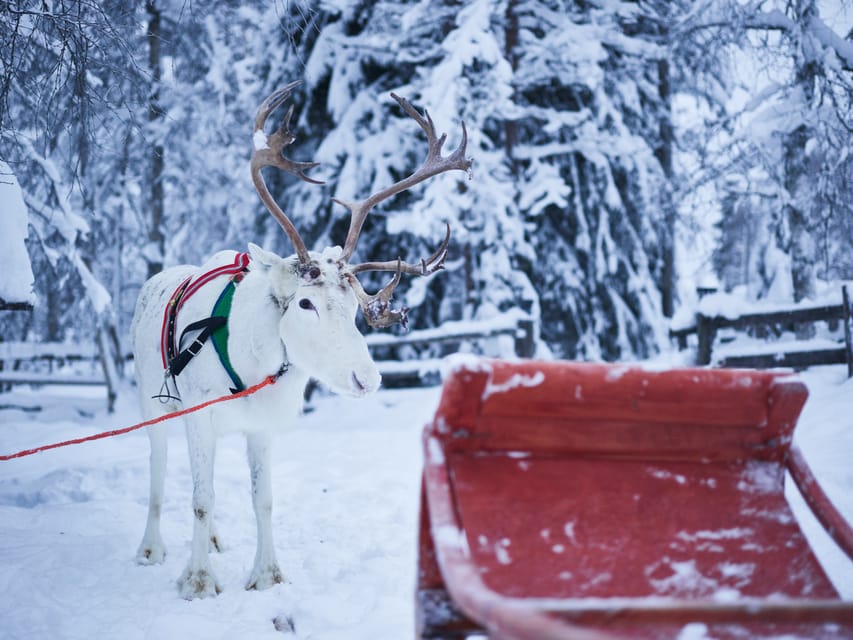 Levi: Winter Highlights Family Day - Getting to the Levi pickup points, and why your start time matters