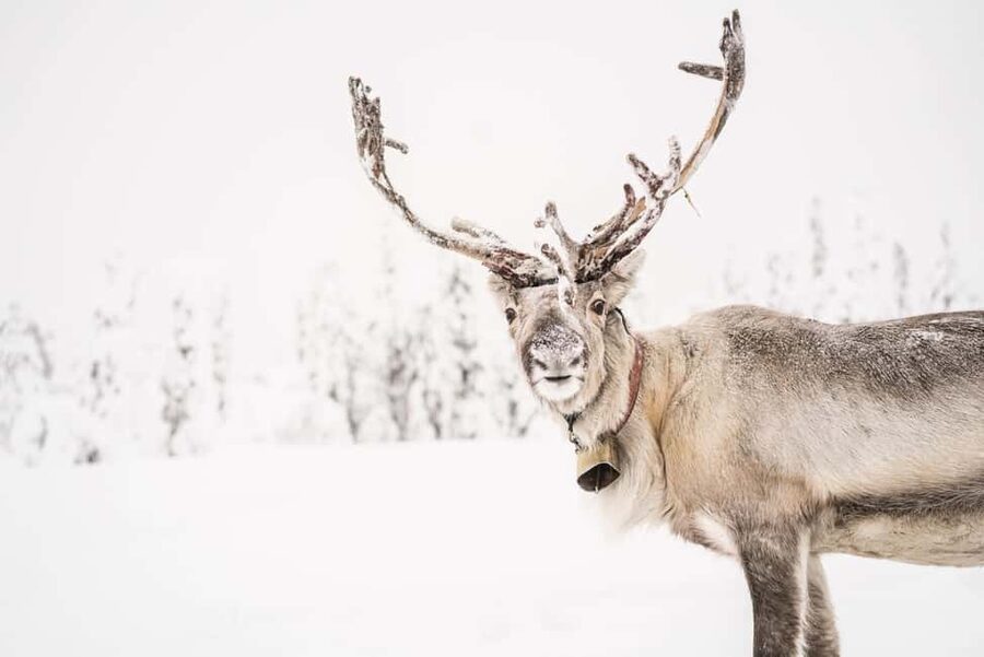 LEVI Winter Snowshoeing in the Wilderness (ALL INCLUDED) - Price and Value: Is $148 Worth It?