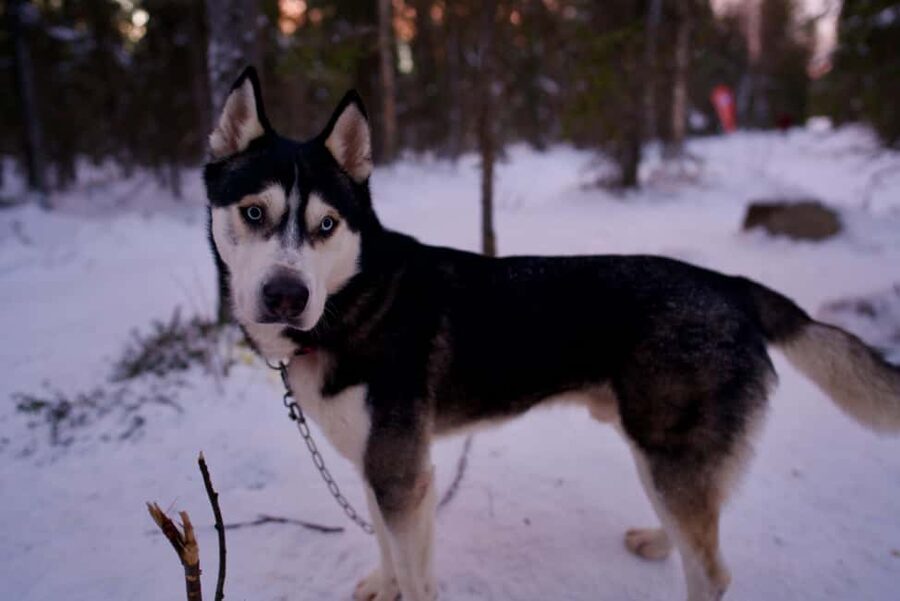 Levi: Winter Wilderness Husky & Reindeer Safari Combo Tour - Reindeer and Huskies in One Loop, Why It Feels Just Right