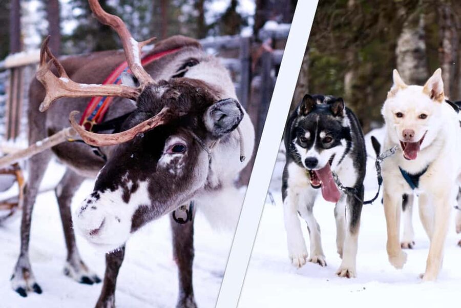 Levi: Winter Wilderness Husky & Reindeer Safari Combo Tour - Reindeer Sleigh Ride: The Fairytale Part, Plus What You Actually Learn