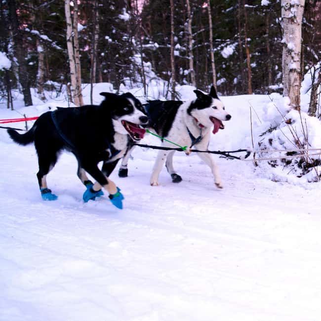 Levi: Winter Wilderness Husky & Reindeer Safari Combo Tour - Price and Value in Levi: Is 175 Per Person Fair?