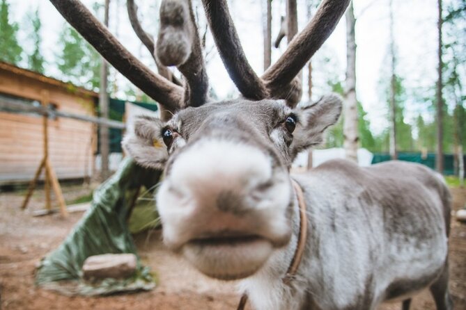 Meet Santa Claus & Santa's Reindeer Ride & Greet Huskies - Reindeer Ride About 400m: Peaceful, Close, and Easier for Kids