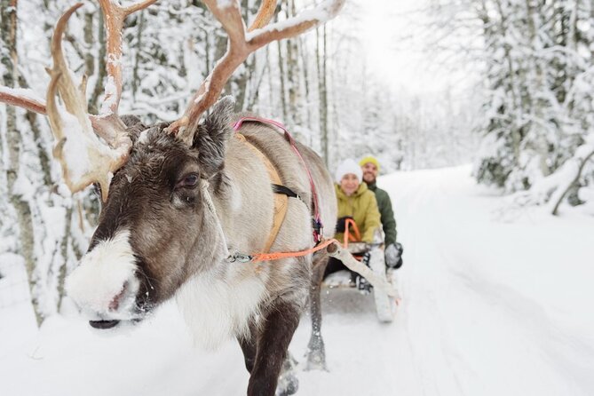 Meet Santa Claus & Santa's Reindeer Ride & Greet Huskies - Santa Post Office: The Cozy Perk People Forget to Plan