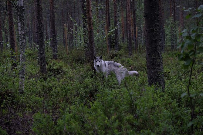 Meet Taivas & the Arctic Wolves - Private Tour - A private meeting with Taivas at Arctic Wolfland Sanctuary