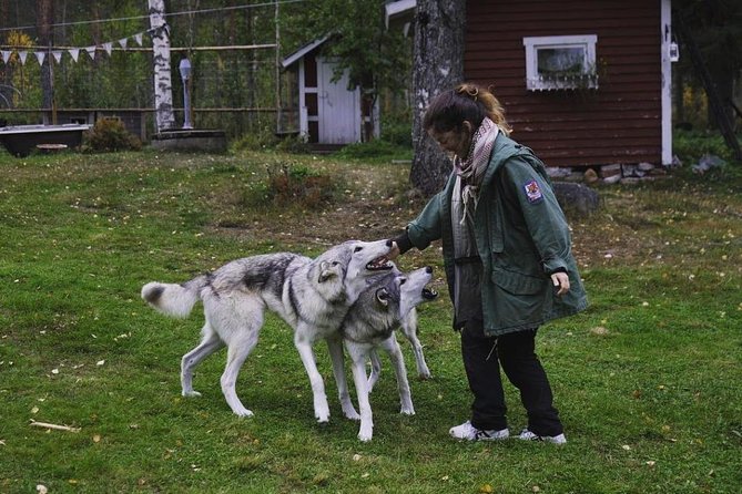 Meet Taivas & the Arctic Wolves - Private Tour - Family fit and the strict rules you must follow